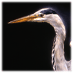 Alighting Heron